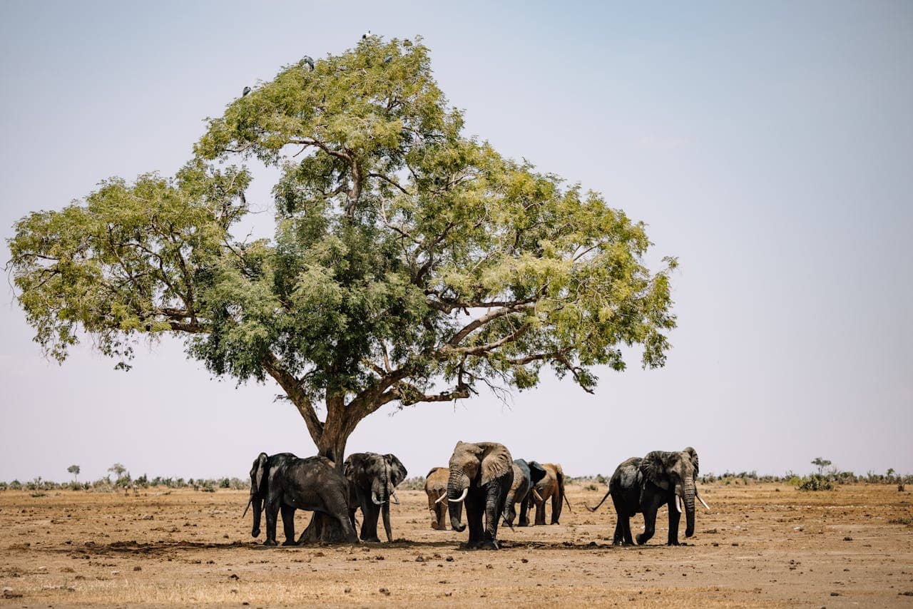 Zimbabwe