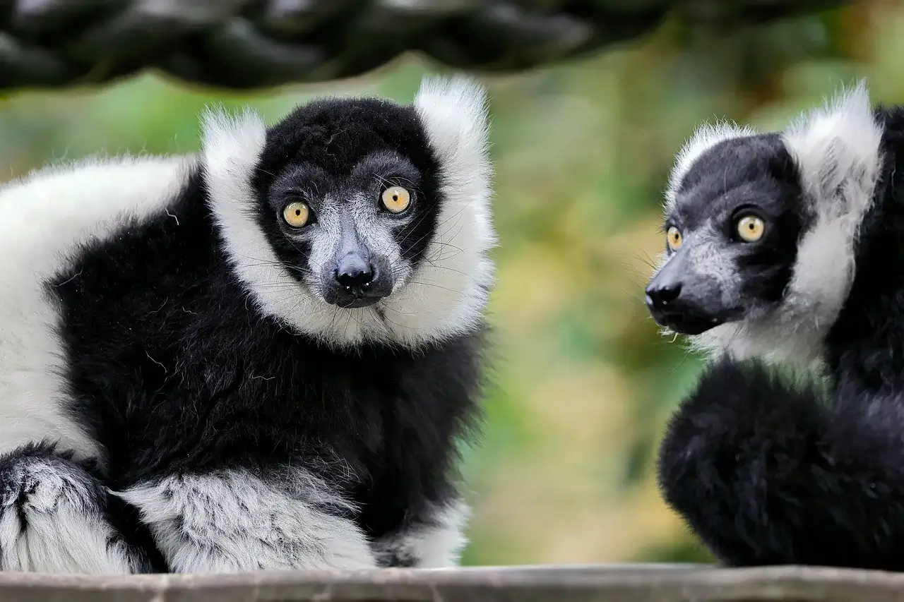 Parque Nacional Andasibe-Mantadia, Madagascar