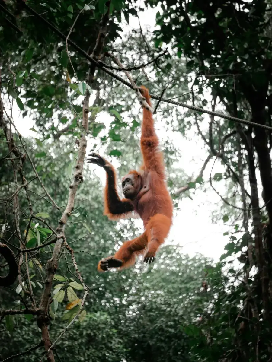 Sumatra (Gunung Leuser / Bukit Lawang)