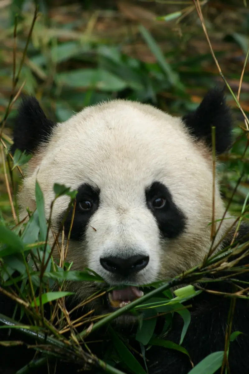 Sichuan — Chengdu, Dujiangyan, Wolong y Bifengxia (China)