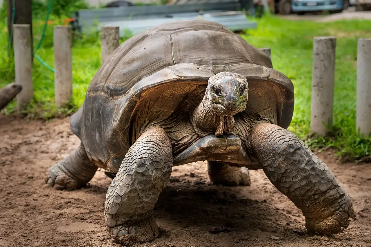 Atolón de Aldabra, Seychelles