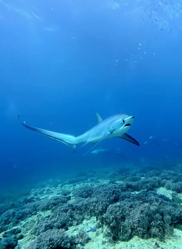 Monad Shoal / Kimud Shoal, Malapascua, Philippines