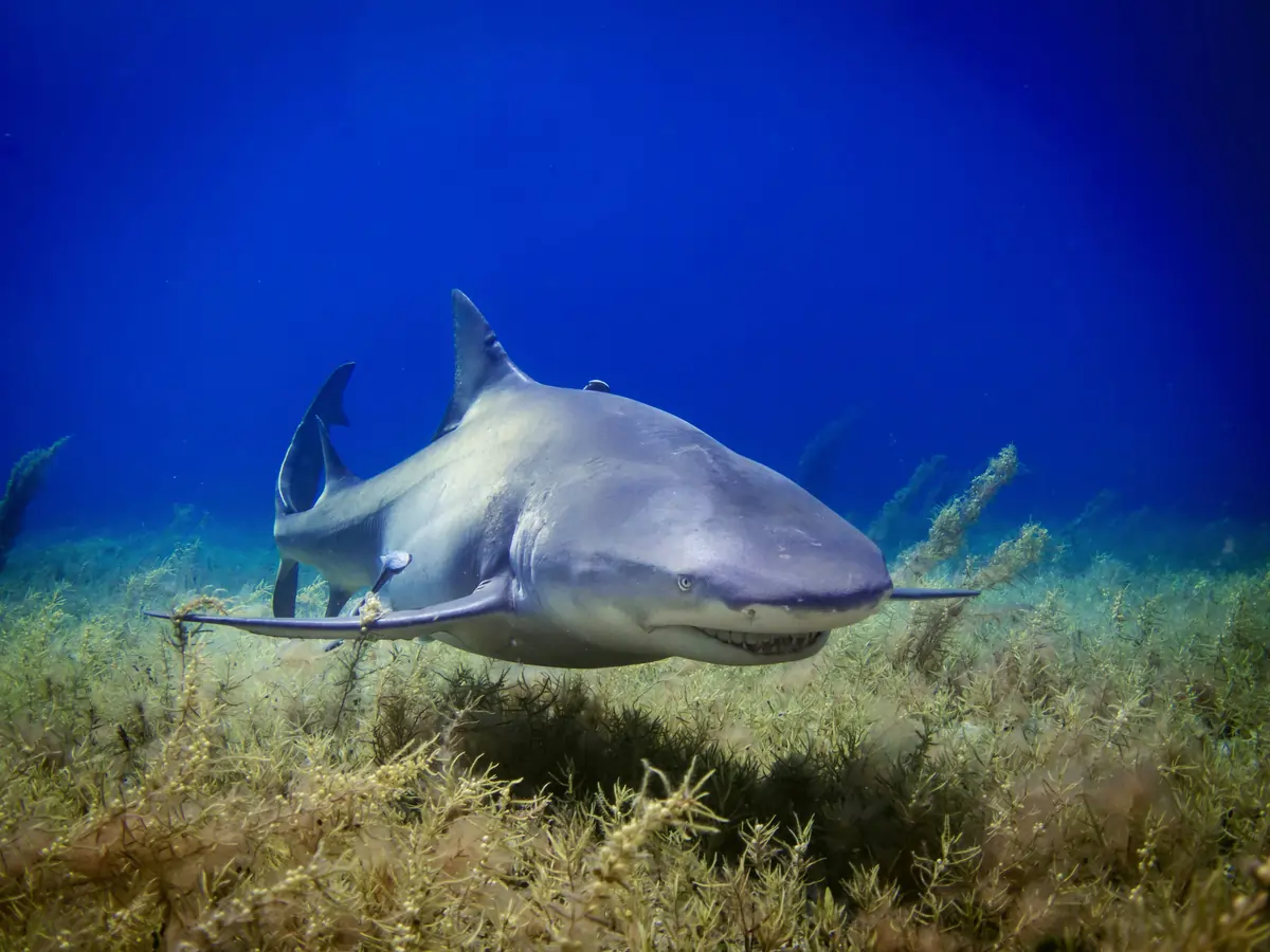 Bimini (Bahamas)