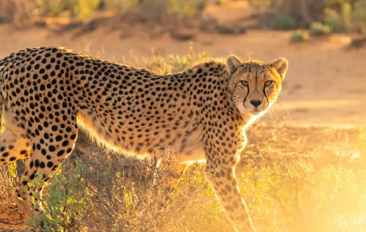 Namibia (Okonjima / AfriCat / Kalahari)