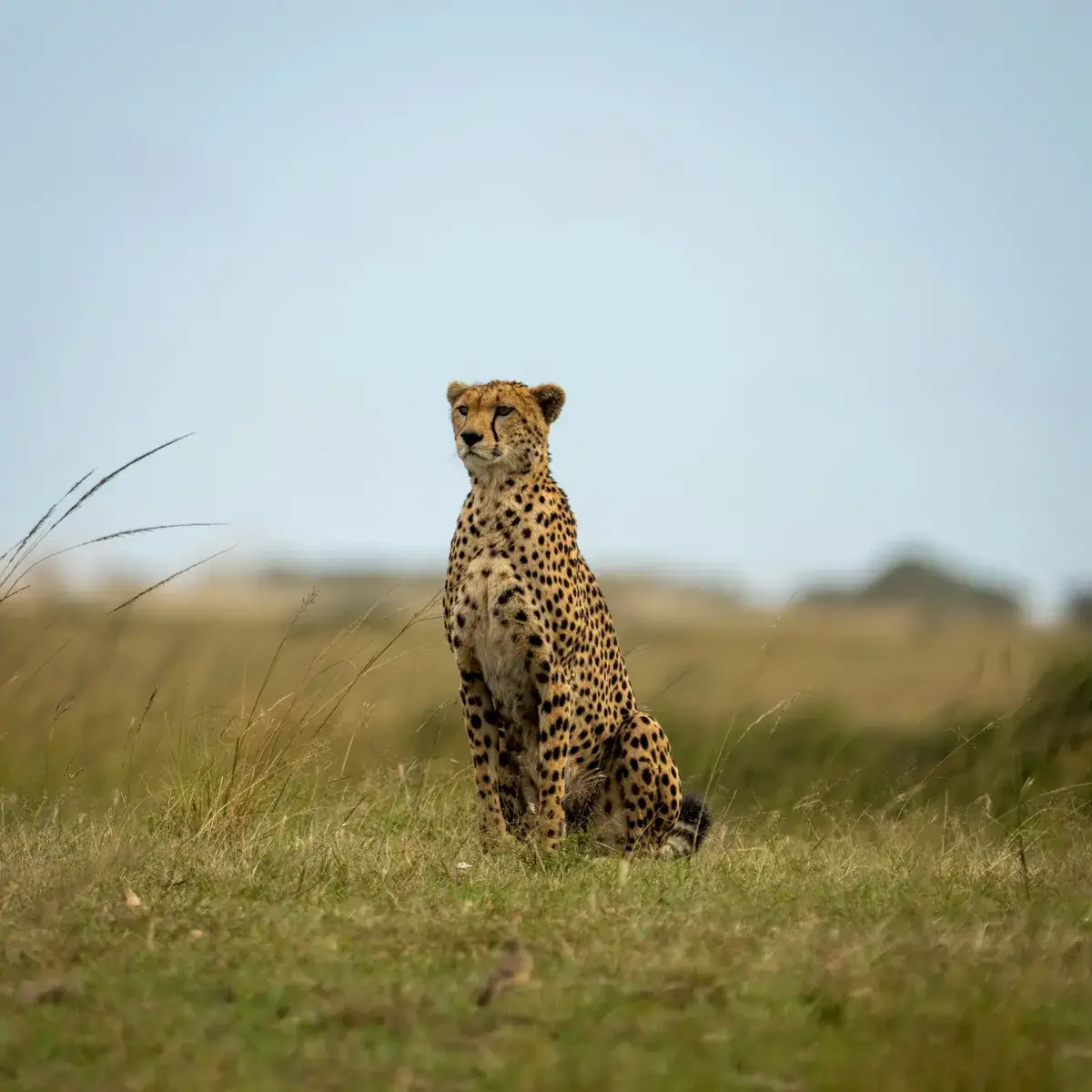 Ecosistema Serengeti-Mara (Tanzania y Kenia)