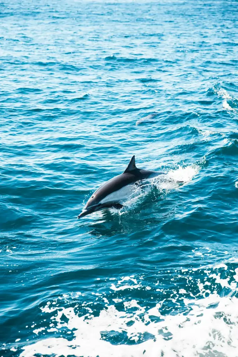 Azores (Portugal)