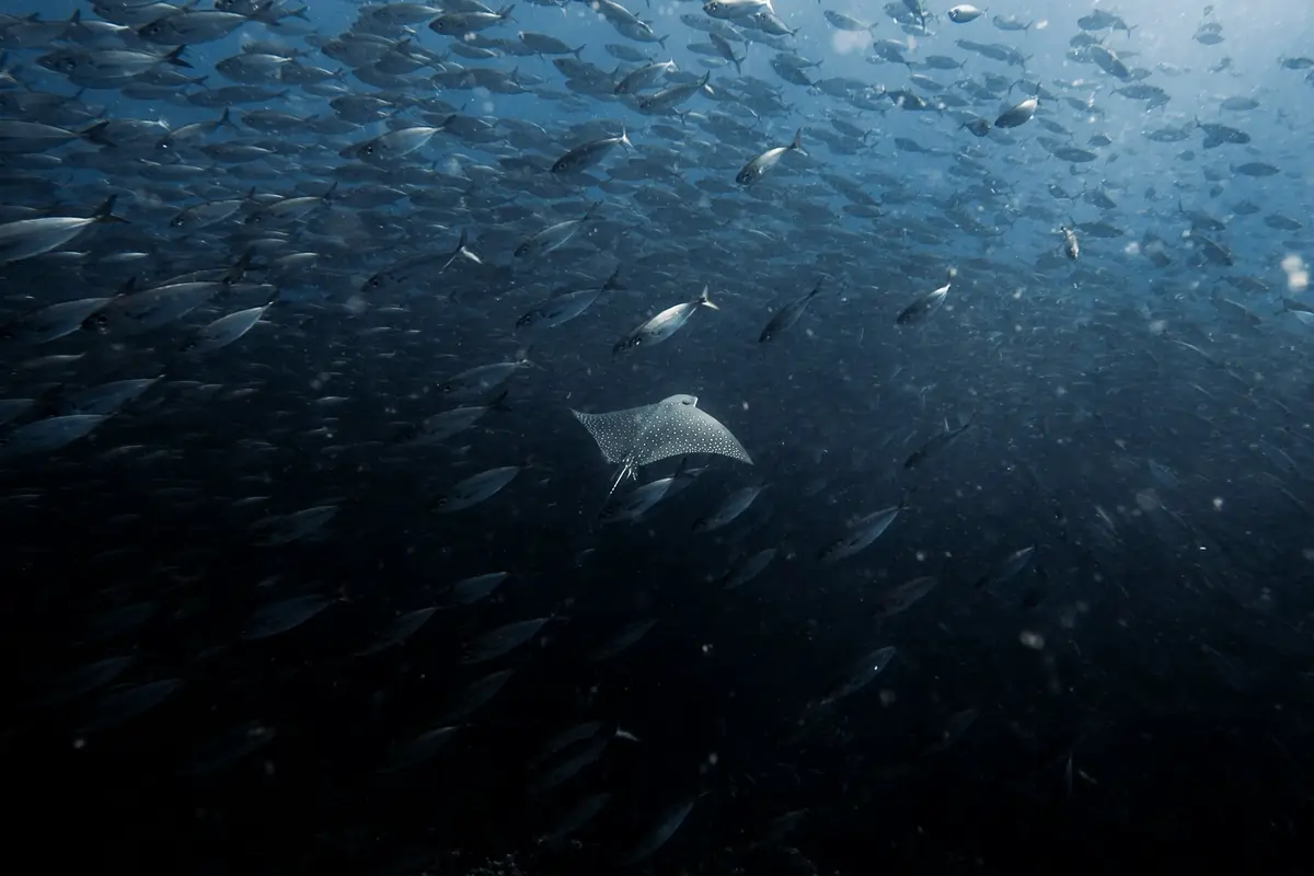 Islas Galápagos (Ecuador)