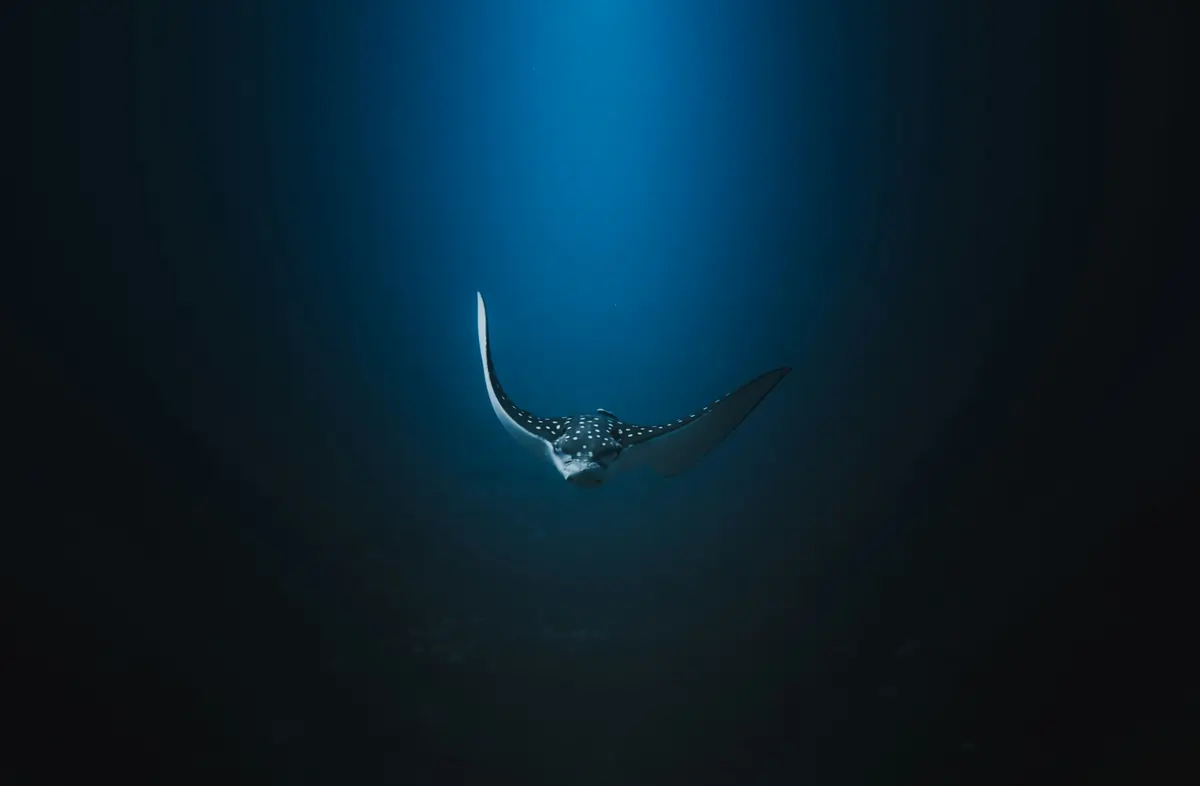 Grand Cayman / Eagle Ray Pass (îles Caïmans)