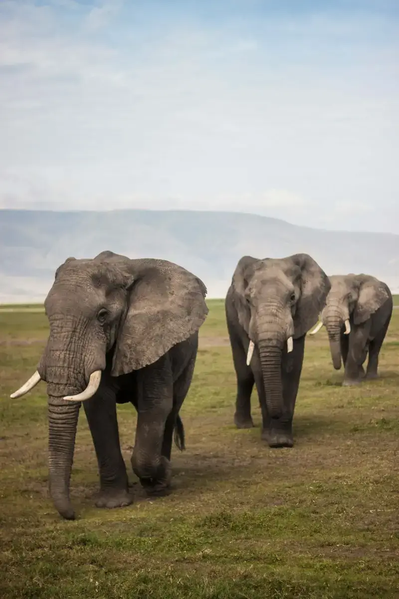 Kruger y Addo (Sudáfrica)