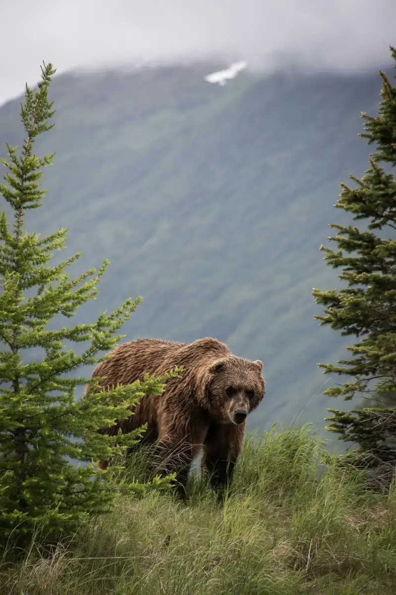 Péninsule d'Alaska — Katmai et Lake Clark (États-Unis)