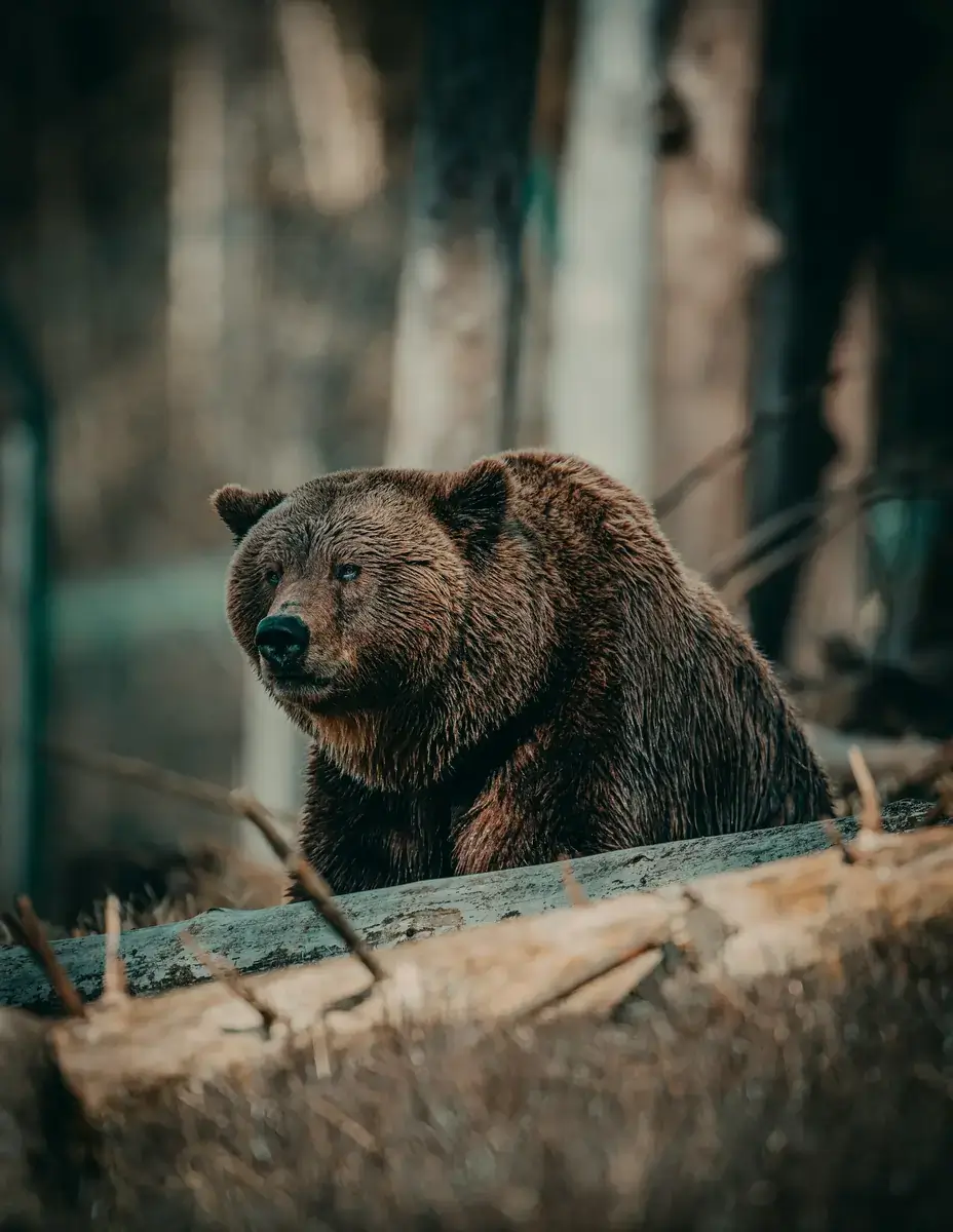 Great Bear Rainforest (Colombie-Britannique, Canada)