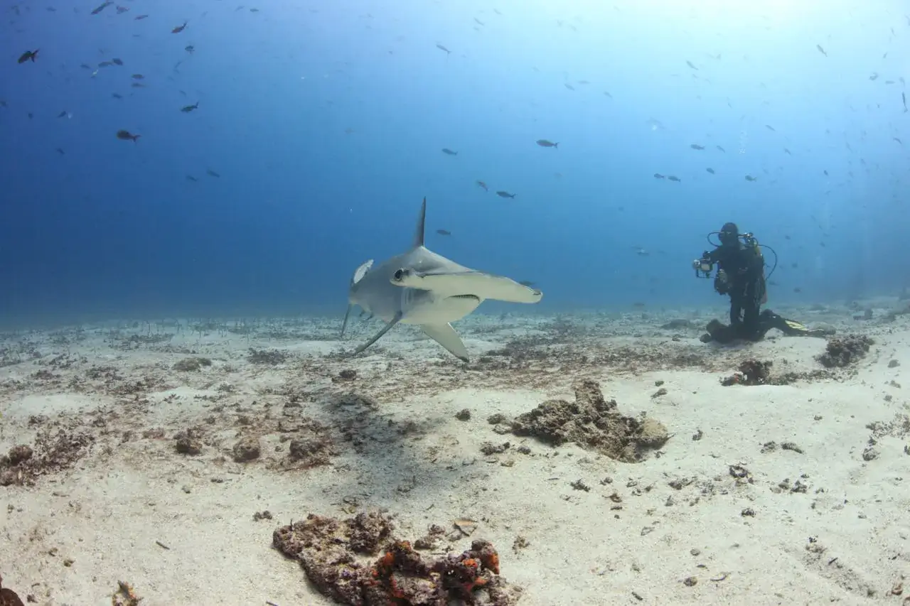 Bimini (Bahamas)
