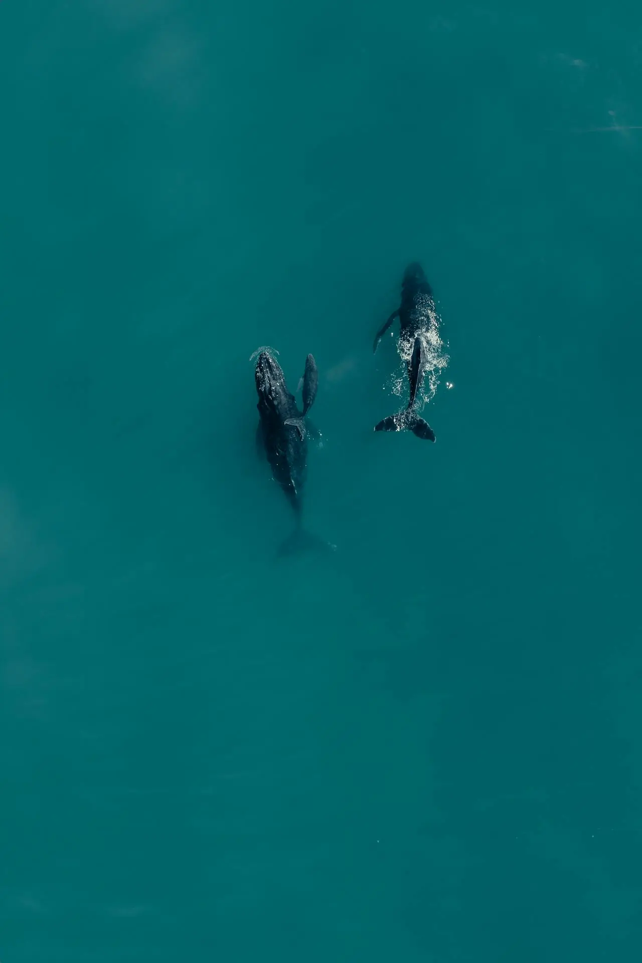 Vava'u, Tonga