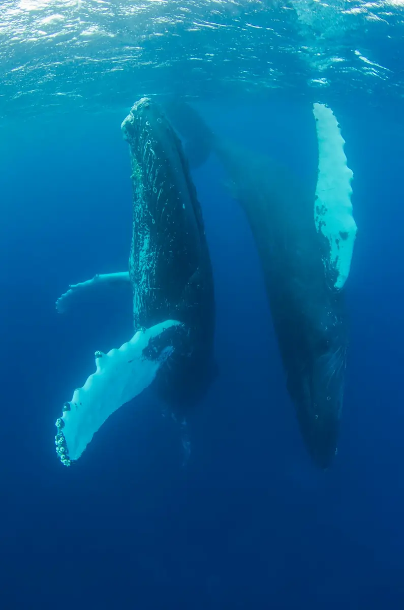 Archipiélago de Quirimbas, Mozambique