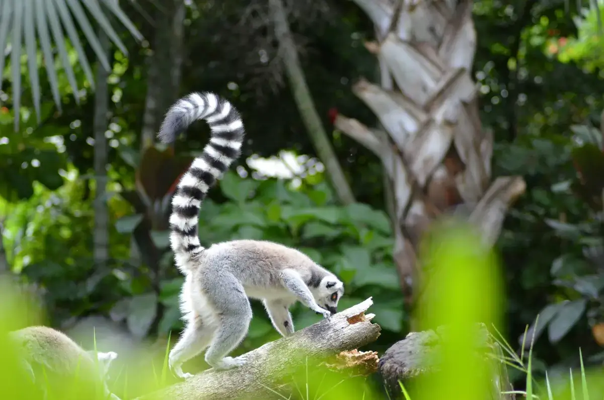 Parque Nacional de Andasibe-Mantadia (Madagascar)