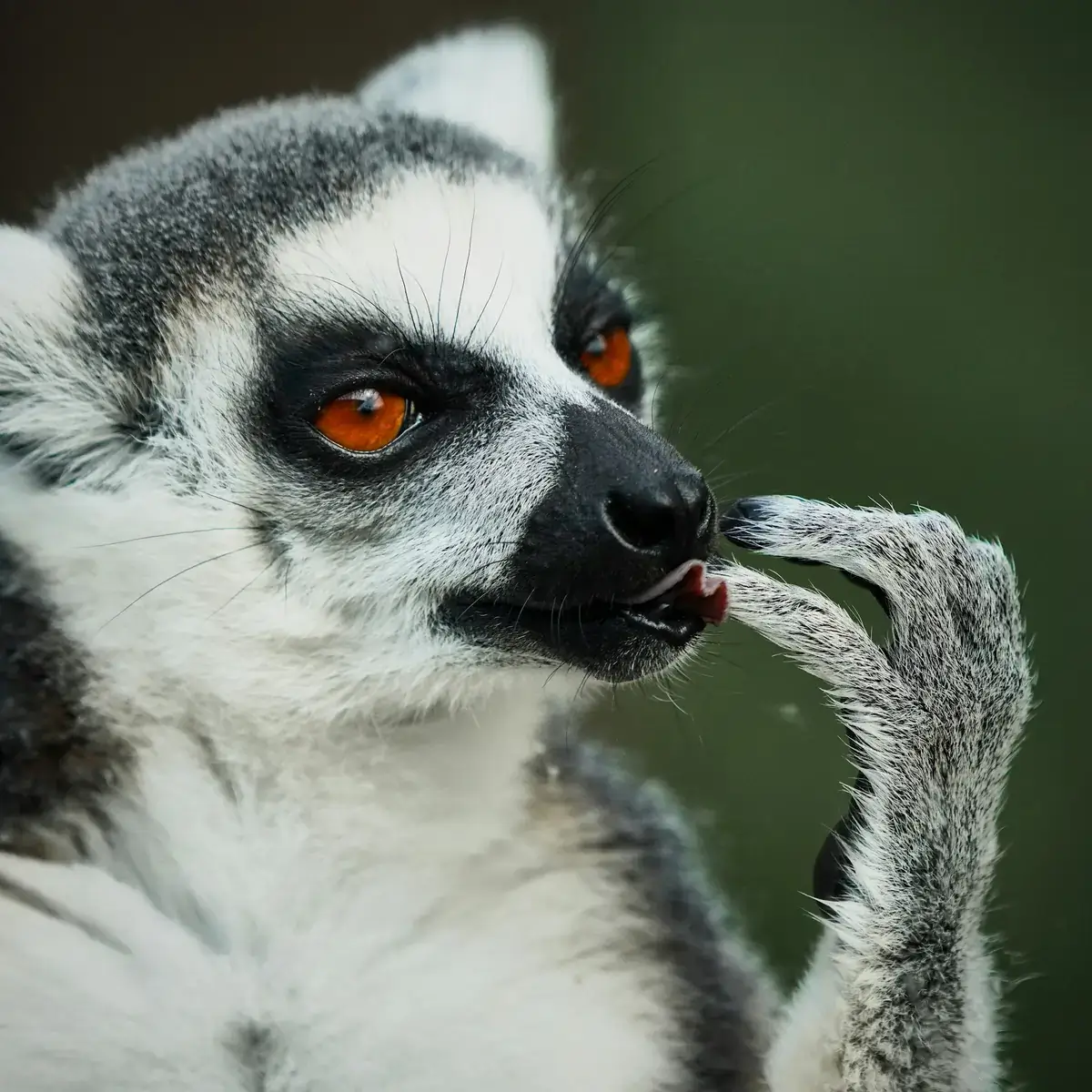 Parque Nacional de Ranomafana (Madagascar)
