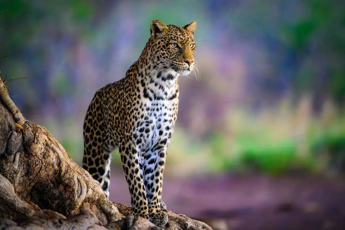 Parque Nacional de Yala (Sri Lanka)