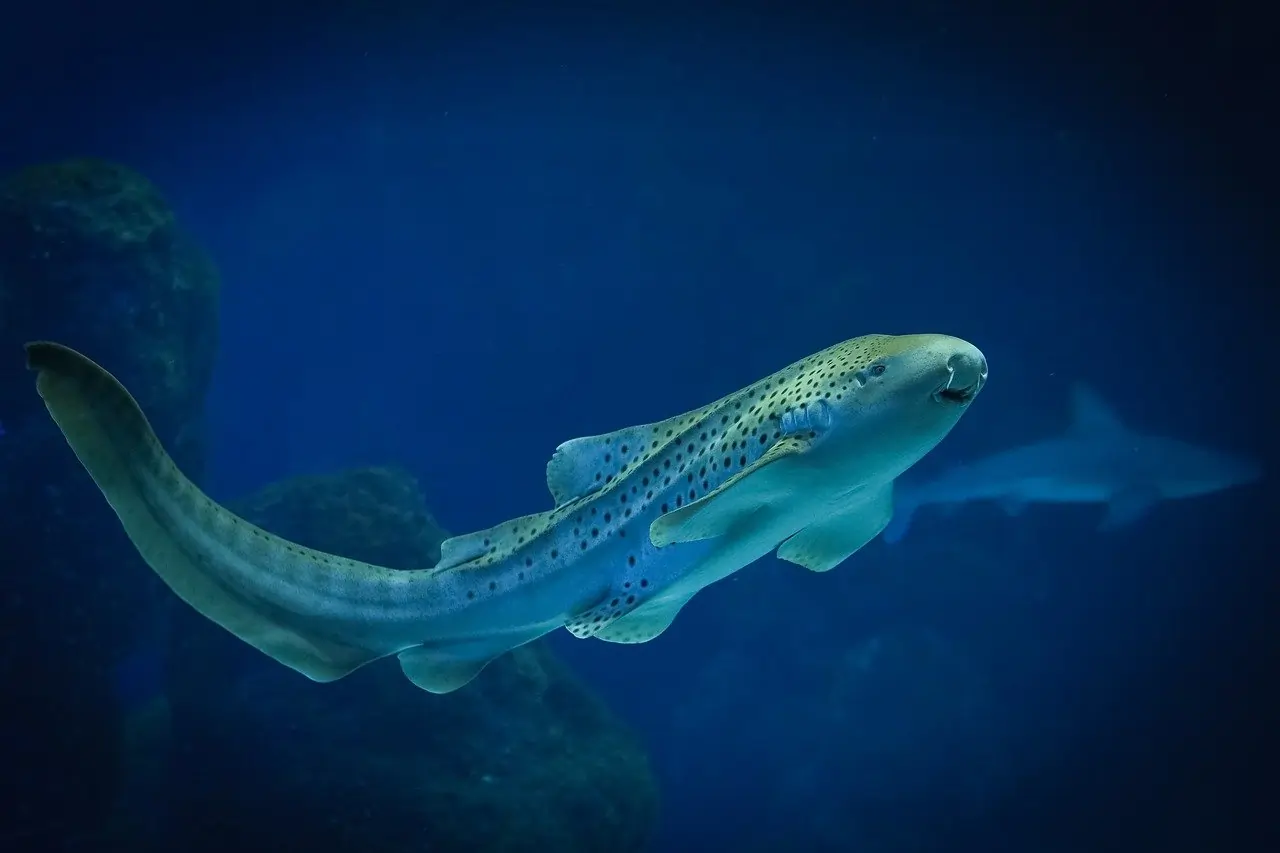 Arrecife de Ningaloo (Australia Occidental)