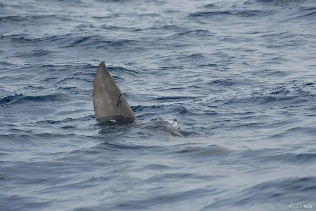 Mer de Cortez (La Paz)