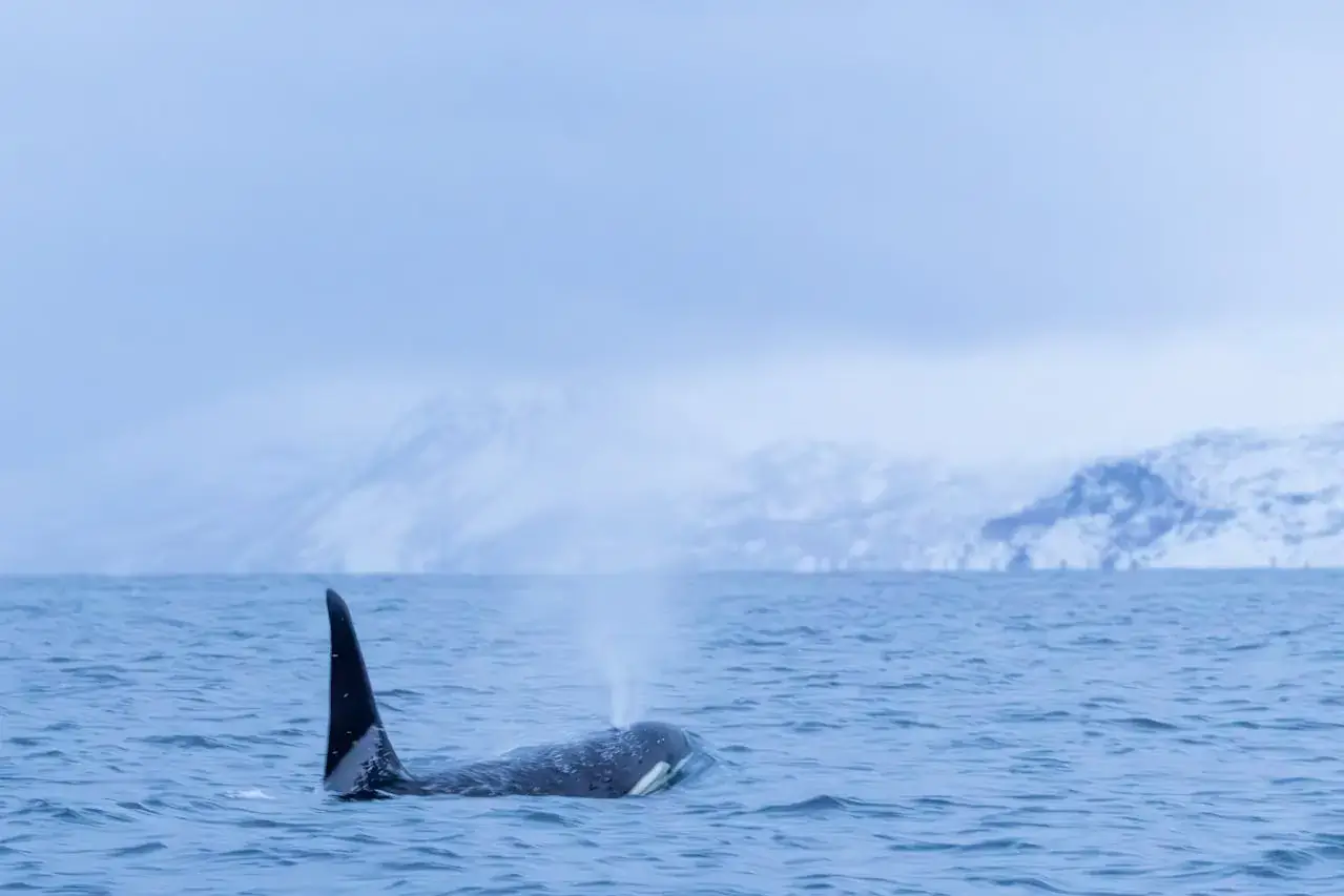 Skjervøy / Kvænangen (Tromsø, Noruega)