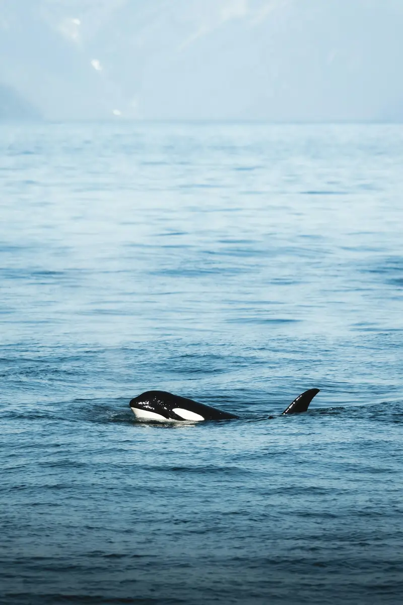 Península Valdés / Punta Norte (Patagonia, Argentina)