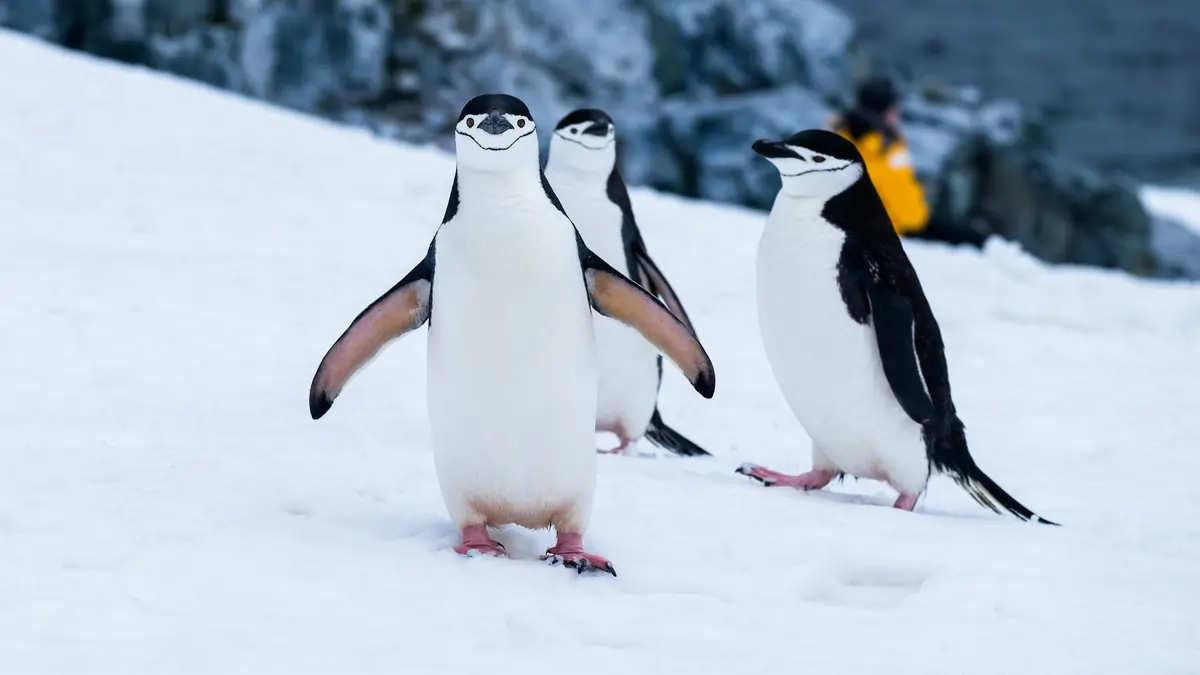 Península Antártica