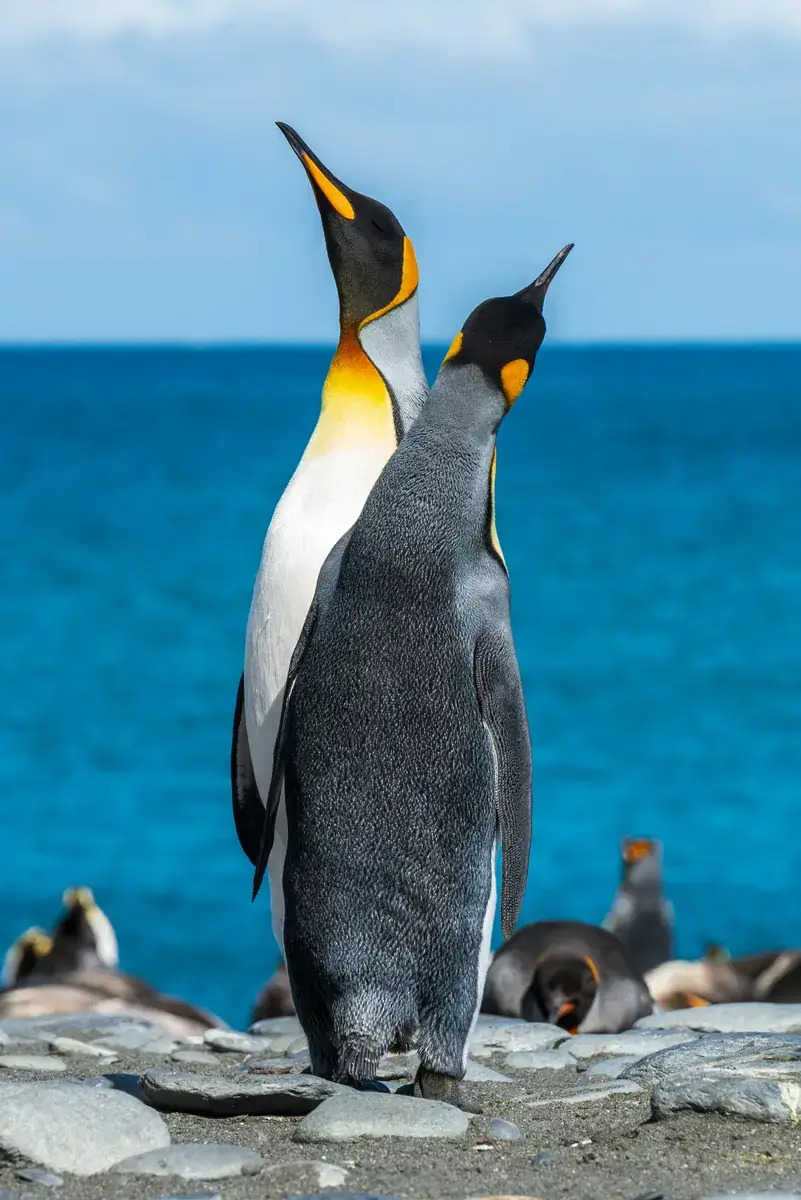 Boulders Beach (Simon's Town, Sudáfrica)