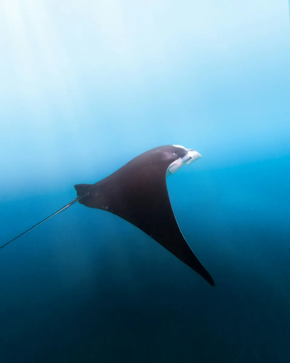 Manta de arrecife