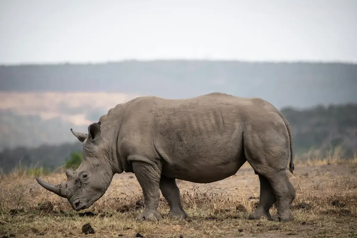 Parque Hluhluwe-iMfolozi (KwaZulu-Natal, Sudáfrica)