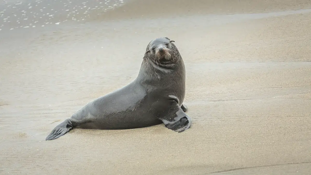 Côte californienne — Monterey, La Jolla et Channel Islands (États-Unis)