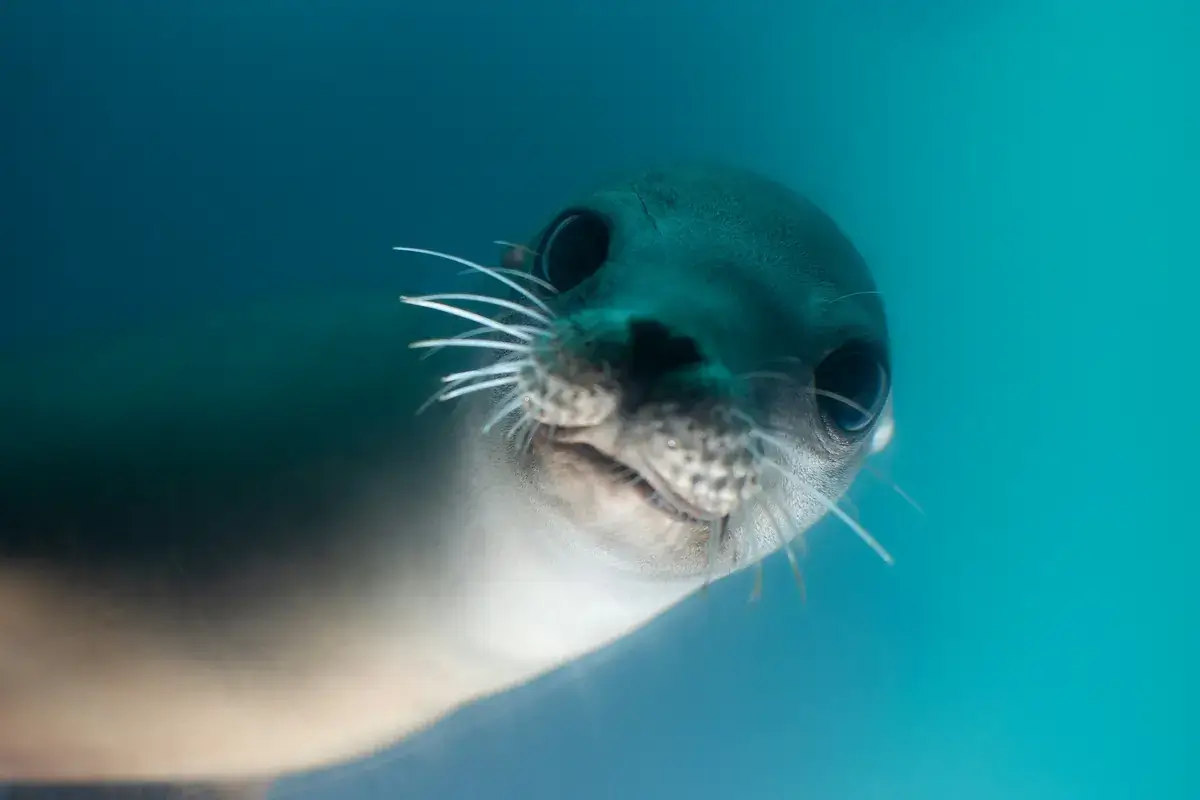 Cape Cross Seal Reserve (Namibia)