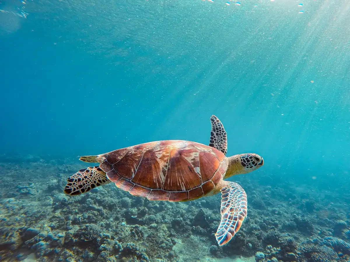 Islas Galápagos (Ecuador)