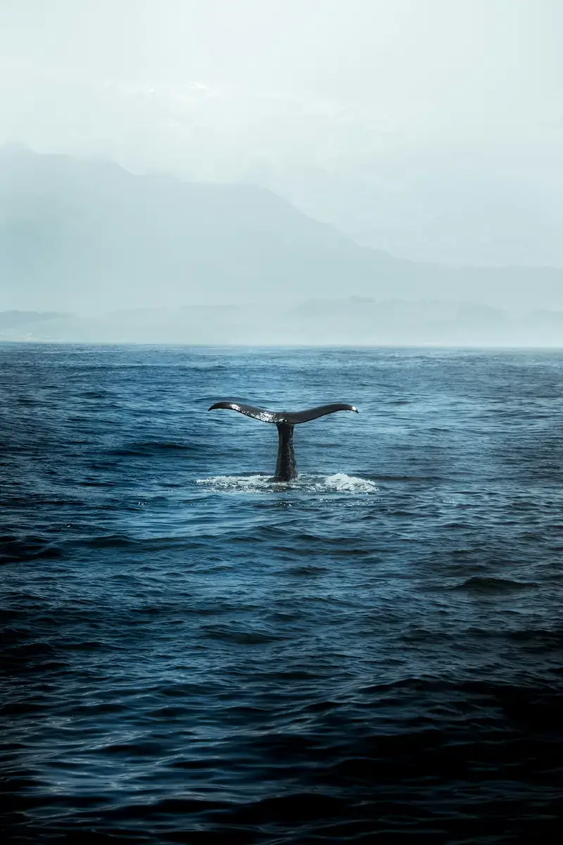 Andenes / Vesterålen (Noruega)