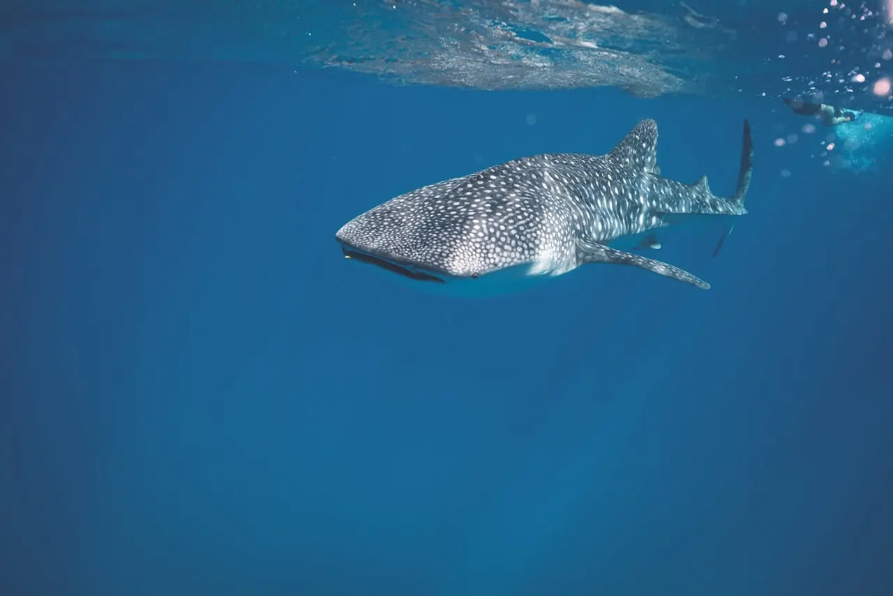 Récifs hauturiers du sud de la mer Rouge égyptienne