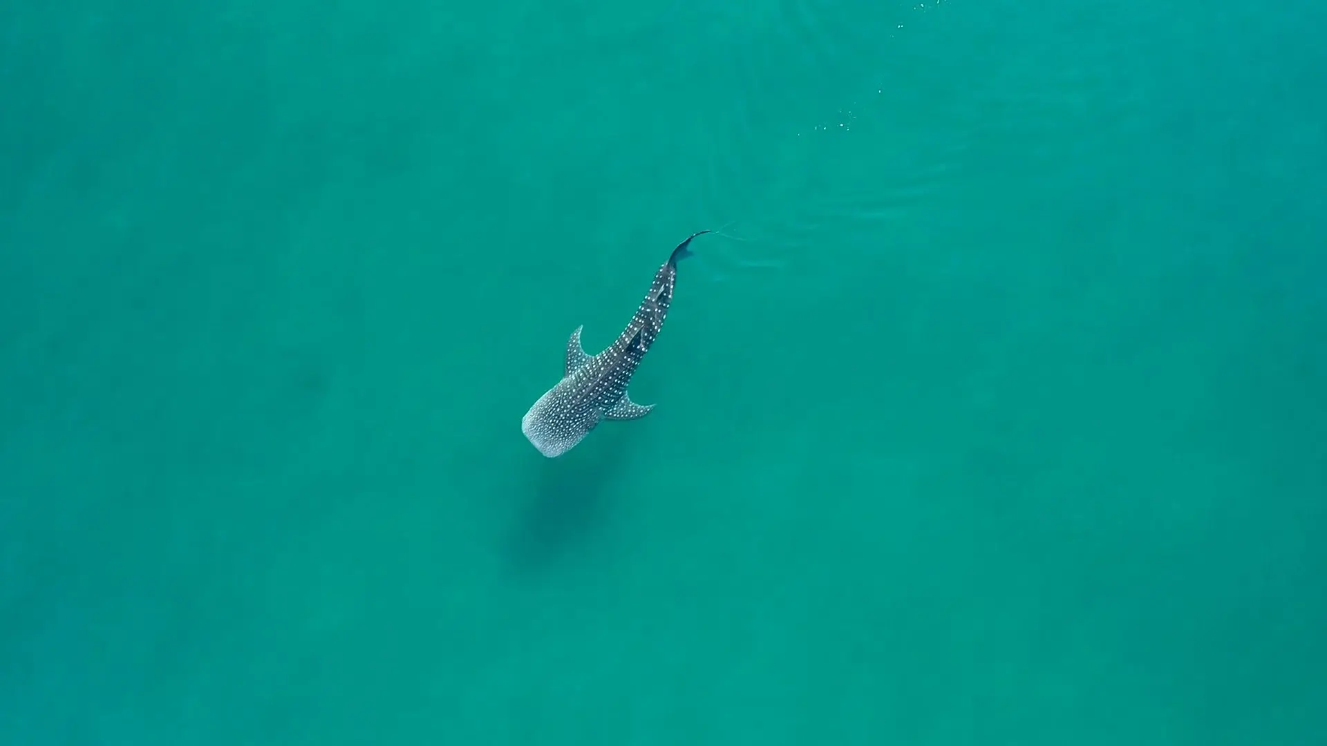 Bahía de La Paz (Basse-Californie du Sud)