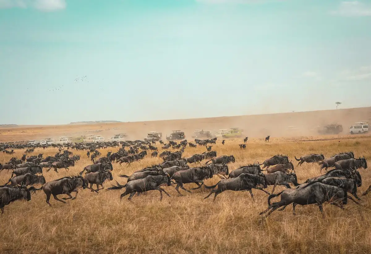 Centro del Serengeti / Seronera (subida al norte)