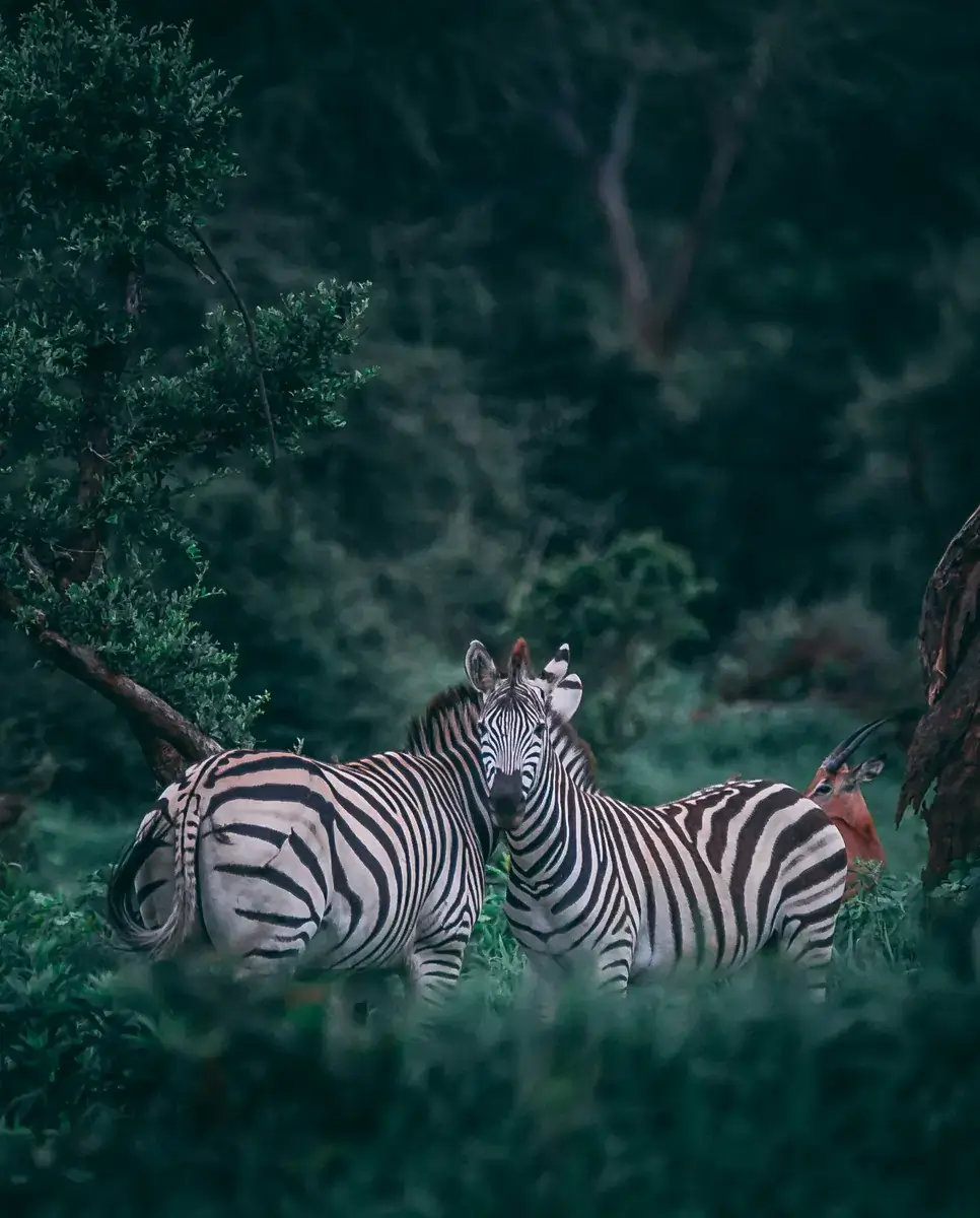 Ecosistema Serengeti-Mara-Ngorongoro (Tanzania y Kenia)