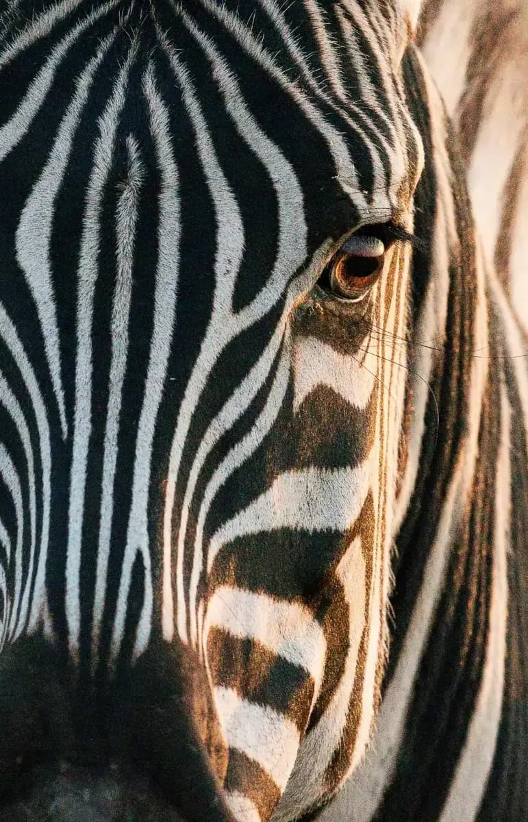 Etosha National Park (Namibia)