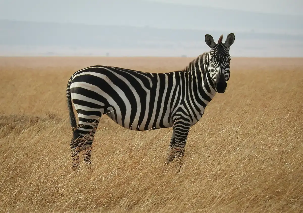 Samburu y Laikipia (Kenia)
