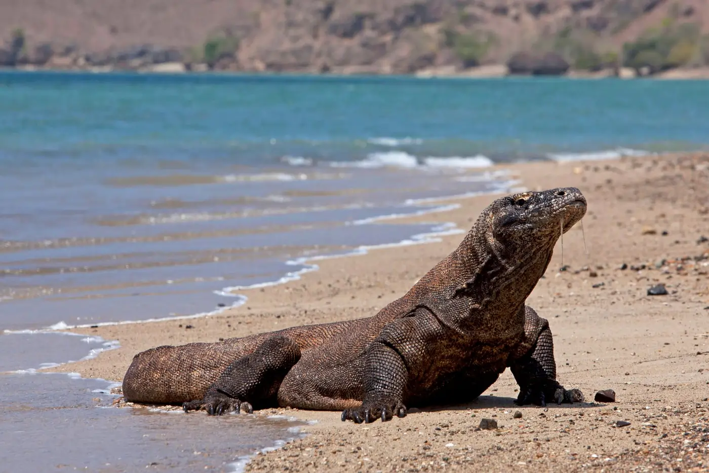 Komodo dragon on the shore of Rinca Island, Indonesia