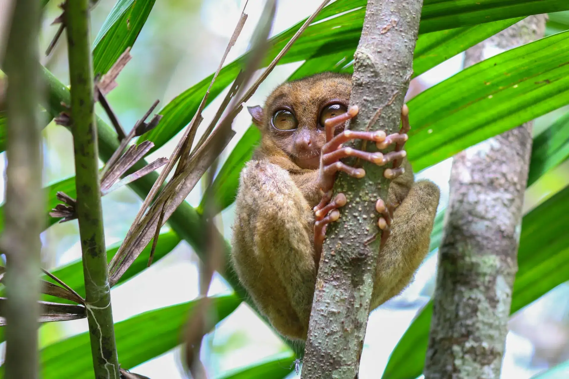 Tarsiero filipino aferrado a un tronco en el bosque de Bohol