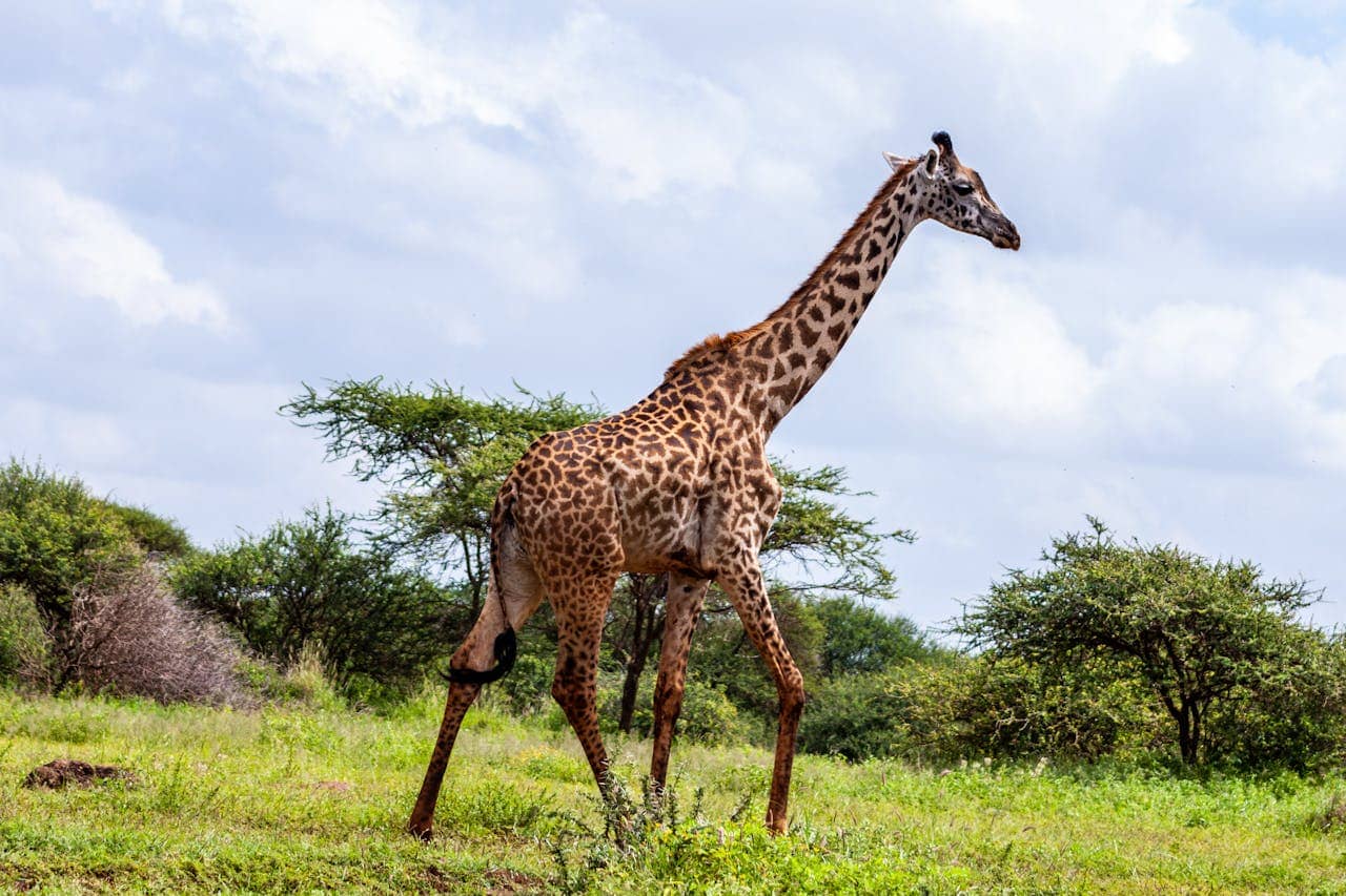 Kenya
