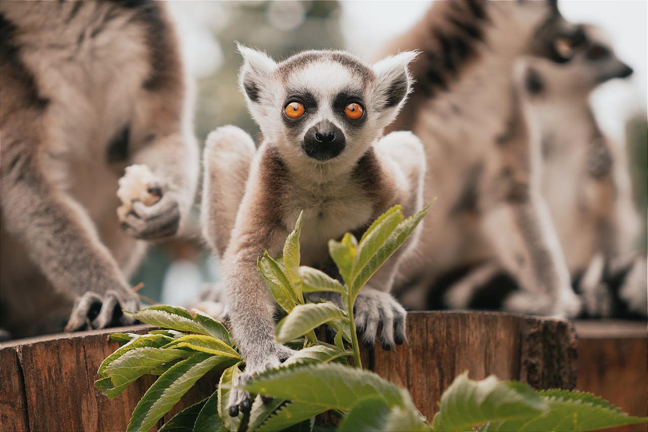 Madagascar