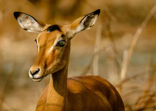 Zambia