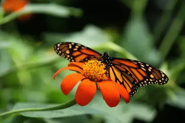 Monarch Butterfly Biosphere Reserve, Michoacán, Mexico