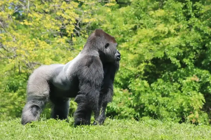 Volcanoes National Park, Rwanda