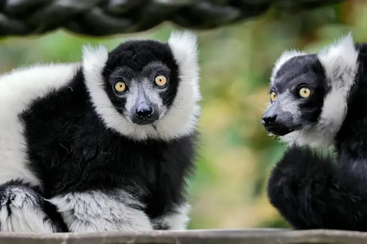 Andasibe-Mantadia National Park, Madagascar