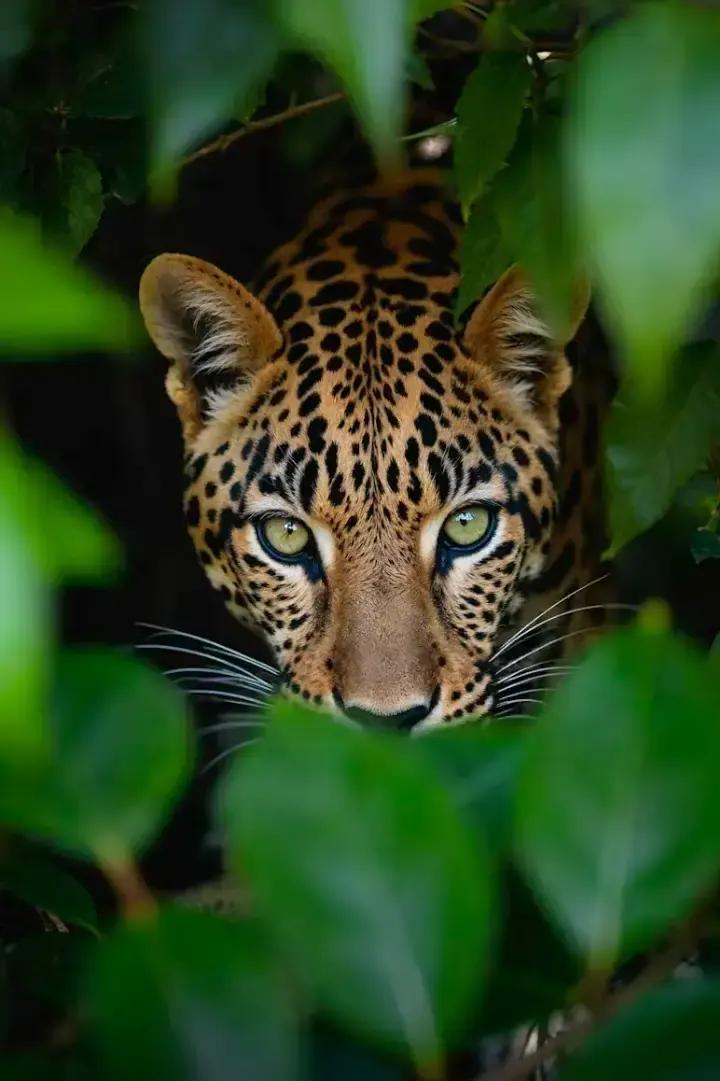 Porto Jofre, Northern Pantanal, Brazil