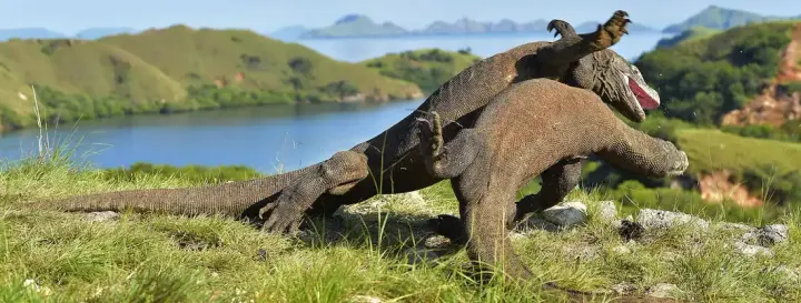 Komodo National Park, Indonesia