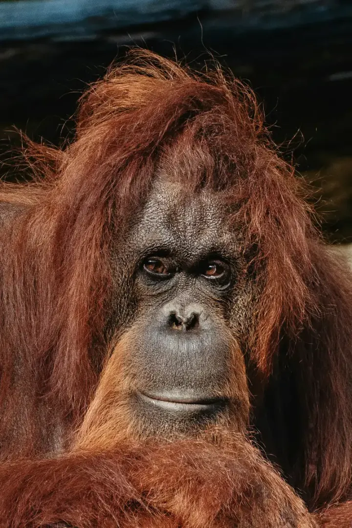 Borneo (Tanjung Puting, Sepilok, Kinabatangan)